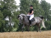 konie_30
